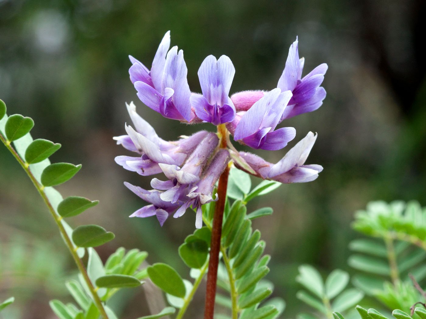 Astragalus Root Extract Boost Your Immune System