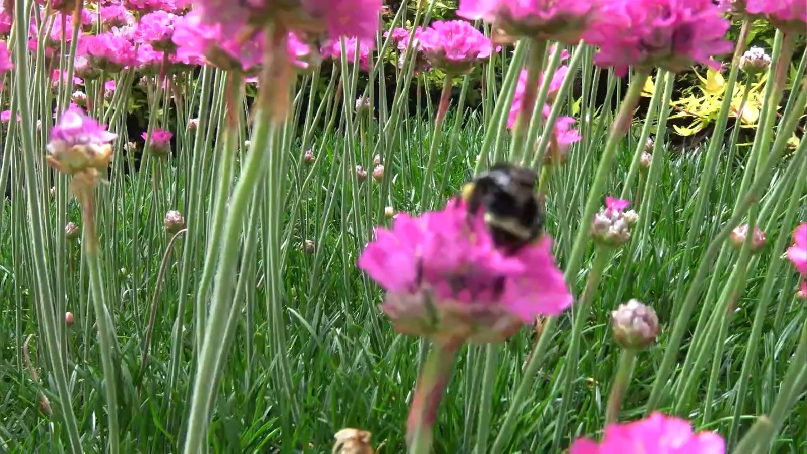 Bumblebees on Flowers, How to Attract Them into Your garden